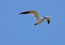 Caspian tern ©  J.Lidster